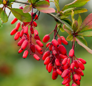 Burned Berberine natural herbal extract